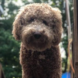 Meet your Posher, George